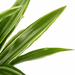 Dracaena White Stripe - Op Stam - Drakenbloedboom - P21 H100 - Kamerplant -Gardenas Winkel dracaena white stripe op stam drakenbloedboom p21 h100 6 1