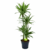 Dracaena White Stripe - Op Stam - Drakenbloedboom - P27 H150 - Kamerplant