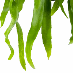 Epiphyllum Pumilum - In Hangpot - P17 H40 - Kamerplant -Gardenas Winkel epiphyllum pumilum in hangpot p17 h40 6 1