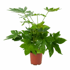 Fatsia Japonica - Vingerplant - P19 H60 - Kamerplant