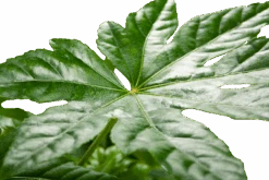 Fatsia Japonica - Vingerplant - P19 H60 - Kamerplant -Gardenas Winkel fatsia japonica vingerplant p19 h60 5