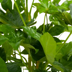 Fatsia Japonica - Vingerplant - P19 H60 - Kamerplant -Gardenas Winkel fatsia japonica vingerplant p19 h60 6