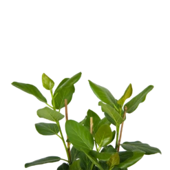 Ficus Benghalensis Audrey - Groene Vijg - Toef - P27 H80 - Kamerplant -Gardenas Winkel ficus benghalensis audrey groene vijg toef p27 h80 kamerplant 4