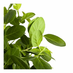 Ficus Benghalensis Audrey Op Stam - Groene Vijg - P31 H120 - Kamerplant -Gardenas Winkel ficus benghalensis audrey op stam groene vijg p31 h120 3