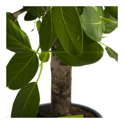 Ficus Benghalensis Audrey Op Stam - Groene Vijg - P31 H120 - Kamerplant -Gardenas Winkel ficus benghalensis audrey op stam groene vijg p31 h120 4