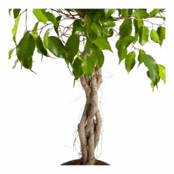 Ficus Benjamina Exotica Op Gevlochten Stam - Treurvijg - P24 H100 - Kamerplant -Gardenas Winkel ficus benjamina exotica op gevlochten stam treurvijg p24 h100 3