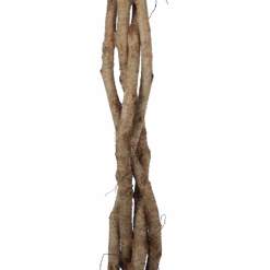 Ficus Benjamina Exotica Op Gevlochten Stam - Treurvijg - P27 H140 - Kamerplant -Gardenas Winkel ficus benjamina exotica op gevlochten stam treurvijg p27 h140 6