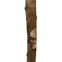 Ficus Binnendijkii Amstel King Op Stam - Treurvijg - P31 H140 - Kamerplant -Gardenas Winkel ficus binnendijkii amstel king op stam treurvijg p31 h140 6