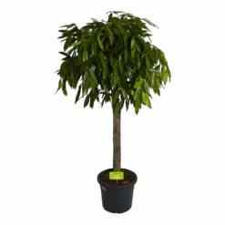 Ficus Binnendijkii Amstel King Op Stam - Treurvijg - P40 H170 - Kamerplant