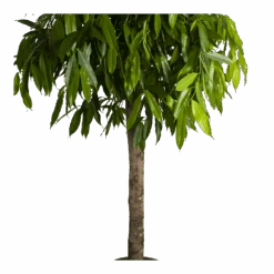 Ficus Binnendijkii Amstel King Op Stam - Treurvijg - P40 H170 - Kamerplant -Gardenas Winkel ficus binnendijkii amstel king op stam treurvijg p40 h170 4