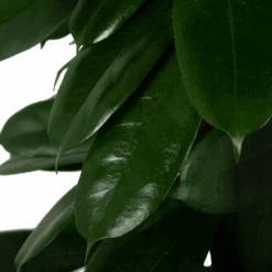 Ficus Cyathistipula - Groene Vijg - Op Zuil - P29 H150 - Kamerplant -Gardenas Winkel ficus cyathistipula groene vijg op zuil p29 h150 5