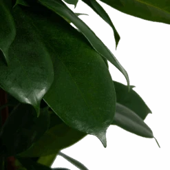 Ficus Cyathistipula - Groene Vijg - Op Zuil - P29 H150 - Kamerplant -Gardenas Winkel ficus cyathistipula groene vijg op zuil p29 h150 6