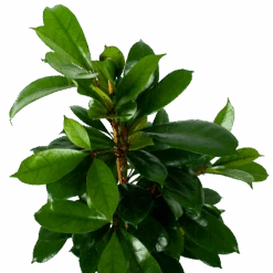 Ficus Cyathistipula - Groene Vijg - Toef - P21 H105 - Kamerplant -Gardenas Winkel ficus cyathistipula groene vijg toef p21 h105 6 1