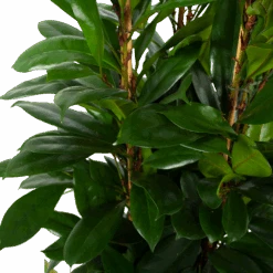 Ficus Cyathistipula - Groene Vijg - Toef - P34 H120 - Kamerplant -Gardenas Winkel ficus cyathistipula groene vijg toef p34 h120 6 3