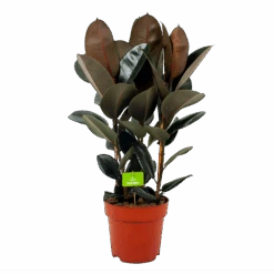 Ficus Elastica Abidjan - Rubberboom - P27 H100 - Kamerplant