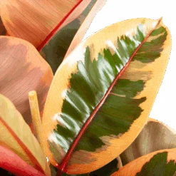 Ficus Elastica Belize - Rubberboom - P27 H100 - Kamerplant -Gardenas Winkel ficus elastica belize rubberboom p27 h100 6