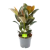 Ficus Elastica Melany - Rubberboom - P19 H55 - Kamerplant