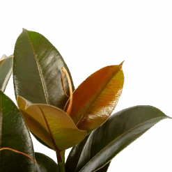 Ficus Elastica Melany - Rubberboom - P19 H55 - Kamerplant -Gardenas Winkel ficus elastica melany rubberboom p19 h55 6