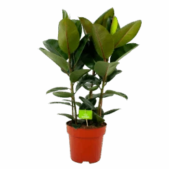 Ficus Elastica Robusta - Rubberboom - P27 H100 - Kamerplant