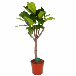 Ficus Lyrata Op Stam - Tabaksplant - P30 H150 - Kamerplant