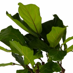 Ficus Lyrata Op Stam - Tabaksplant - P30 H150 - Kamerplant -Gardenas Winkel ficus lyrata op stam tabaksplant p30 h150 kamerplant 4