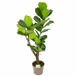 Ficus Lyrata Vertakt - Tabaksplant - P24 H130 - Kamerplant