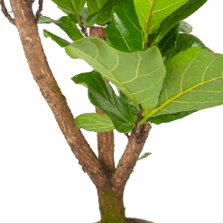 Ficus Lyrata Vertakt - Tabaksplant - P24 H130 - Kamerplant 6 Ficus Lyrata Vertakt - Tabaksplant - P24 H130 - Kamerplant -Gardenas Winkel ficus lyrata tabaksplant p24 h130 6 3