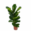 Ficus Lyrata - Tabaksplant - Toef - P17 H90 - Kamerplant