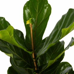 Ficus Lyrata - Tabaksplant - Toef - P17 H90 - Kamerplant -Gardenas Winkel ficus lyrata tabaksplant toef p17 h90 5