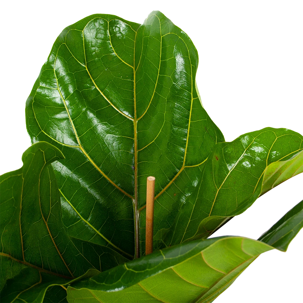 Ficus Lyrata - Tabaksplant - Toef - P21 H90 - Kamerplant 2 Ficus Lyrata - Tabaksplant - Toef - P21 H90 - Kamerplant - Afbeelding 2