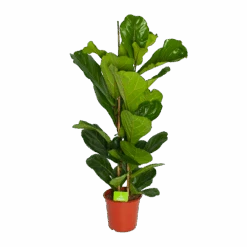 Ficus Lyrata - Tabaksplant - Toef - P24 H120 - Kamerplant