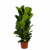 Ficus Lyrata - Tabaksplant - Toef - P35 H150 - Kamerplant