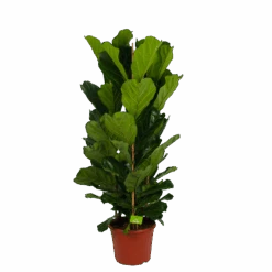 Ficus Lyrata - Tabaksplant - Toef - P35 H150 - Kamerplant