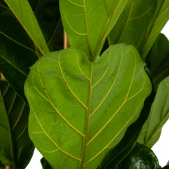 Ficus Lyrata - Tabaksplant - Toef - P35 H150 - Kamerplant -Gardenas Winkel ficus lyrata tabaksplant toef p35 h150 6