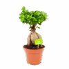 Ficus Microcarpa Ginseng - Bonsai - P17 H40 - Kamerplant