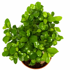 Ficus Microcarpa Ginseng - Bonsai - P17 H40 - Kamerplant -Gardenas Winkel ficus microcarpa ginseng bonsai p17 h40 6