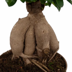 Ficus Microcarpa Ginseng - Bonsai - P20 H45 - Kamerplant -Gardenas Winkel ficus microcarpa ginseng bonsai p20 h45 6