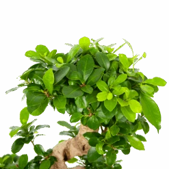 Ficus Microcarpa Ginseng - Bonsai - P21 H65 - Kamerplant -Gardenas Winkel ficus microcarpa ginseng bonsai p21 h65 6