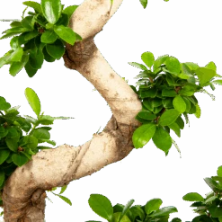 Ficus Microcarpa Ginseng - Bonsai - P29 H90 - Kamerplant -Gardenas Winkel ficus microcarpa ginseng bonsai p29 h90 6