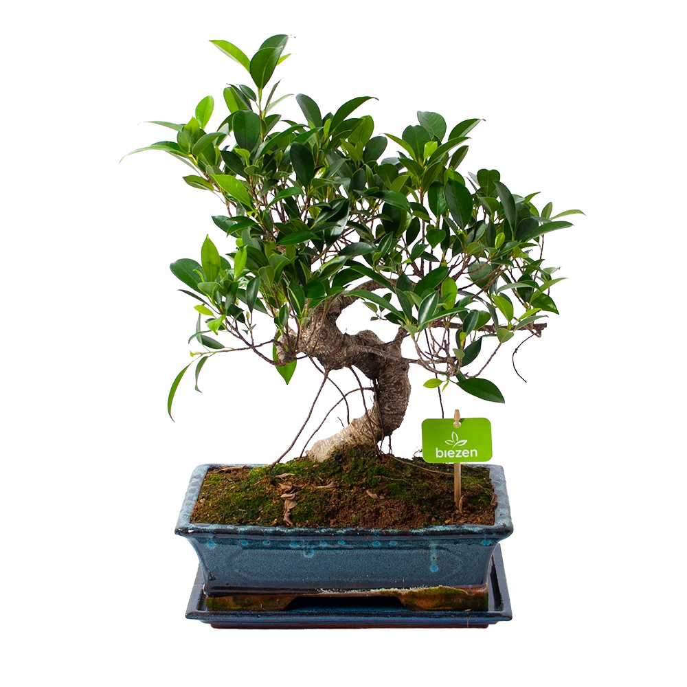 Ficus Retusa Taiwan - Bonsai - P29 H50 - Kamerplant 1 Ficus Retusa Taiwan - Bonsai - P29 H50 - Kamerplant