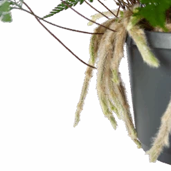 Humata Tyermannii - In Hangpot - P17 H30 - Kamerplant 6 Humata Tyermannii - In Hangpot - P17 H30 - Kamerplant -Gardenas Winkel humata tyermannii in hangpot p17 h30 6