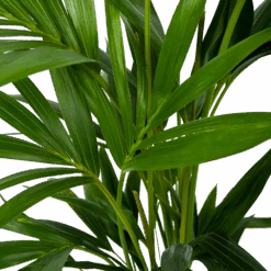 Kentiapalm - Howea Forsteriana - P19 H80 - Kamerplant -Gardenas Winkel kentiapalm howea forsteriana p19 h80 6