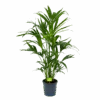 Kentiapalm - Howea Forsteriana - P21 H120 - Kamerplant