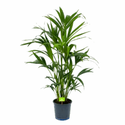 Kentiapalm - Howea Forsteriana - P21 H120 - Kamerplant