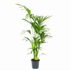 Kentiapalm - Howea Forsteriana - P21 H140 - Kamerplant