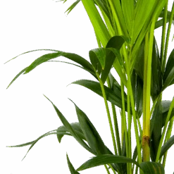 Kentiapalm - Howea Forsteriana - P24 H150 - Kamerplant -Gardenas Winkel kentiapalm howea forsteriana p24 h150 3