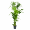 Kentiapalm - Howea Forsteriana - P24 H200 - Kamerplant