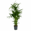 Kentiapalm - Howea Forsteriana - P27 H170 - Kamerplant