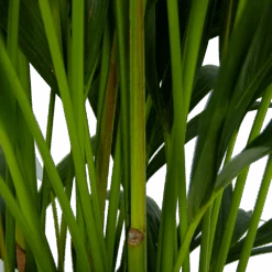 Kentiapalm - Howea Forsteriana - P27 H170 - Kamerplant -Gardenas Winkel kentiapalm howea forsteriana p27 h170 5