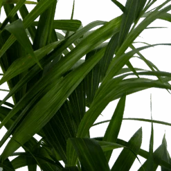 Kentiapalm - Howea Forsteriana - P27 H170 - Kamerplant -Gardenas Winkel kentiapalm howea forsteriana p27 h170 6